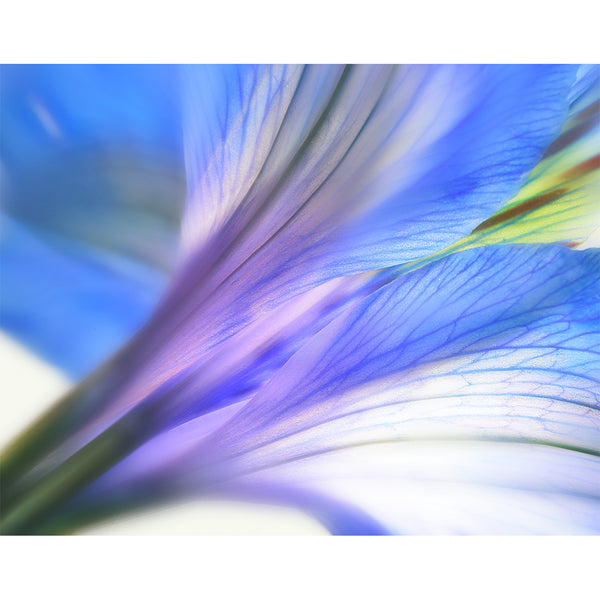 botanical-fine-art-photography-artwork