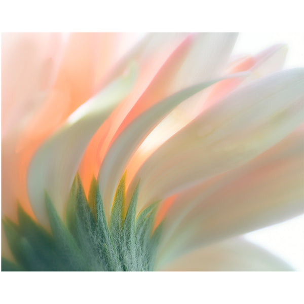 botanical-fine-art-photography