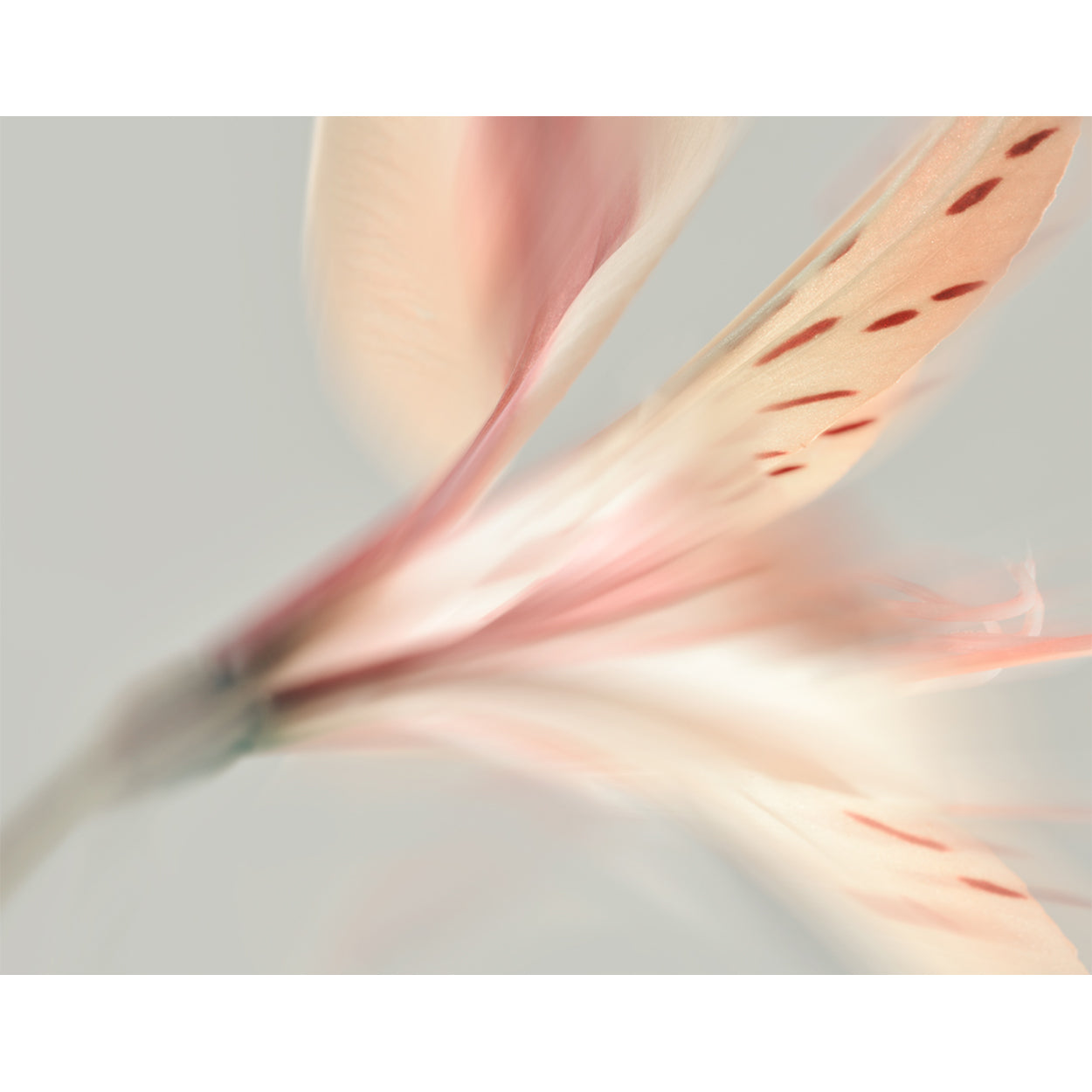 botanical-fine-art-photography