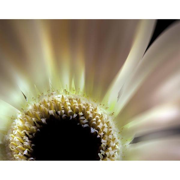 botanical-fine-art-photography-artwork