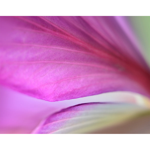 abstract--botanical-fine-art