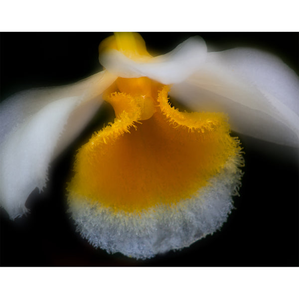 botanical-fine-art-photography