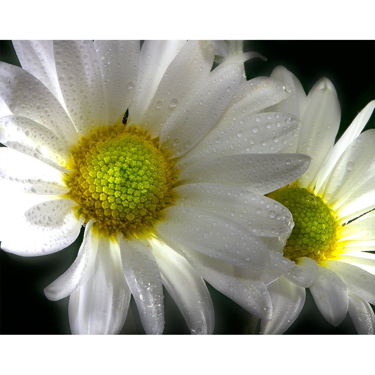 botanical-fine-art-photography