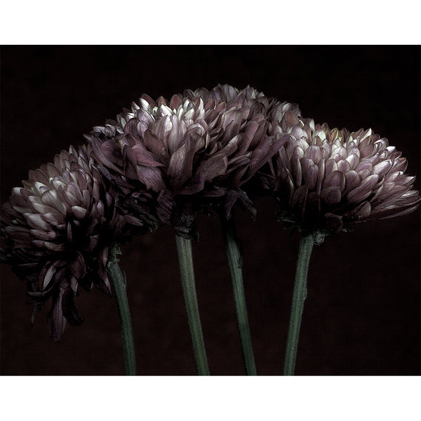 botanical-fine-art-photography-artwork