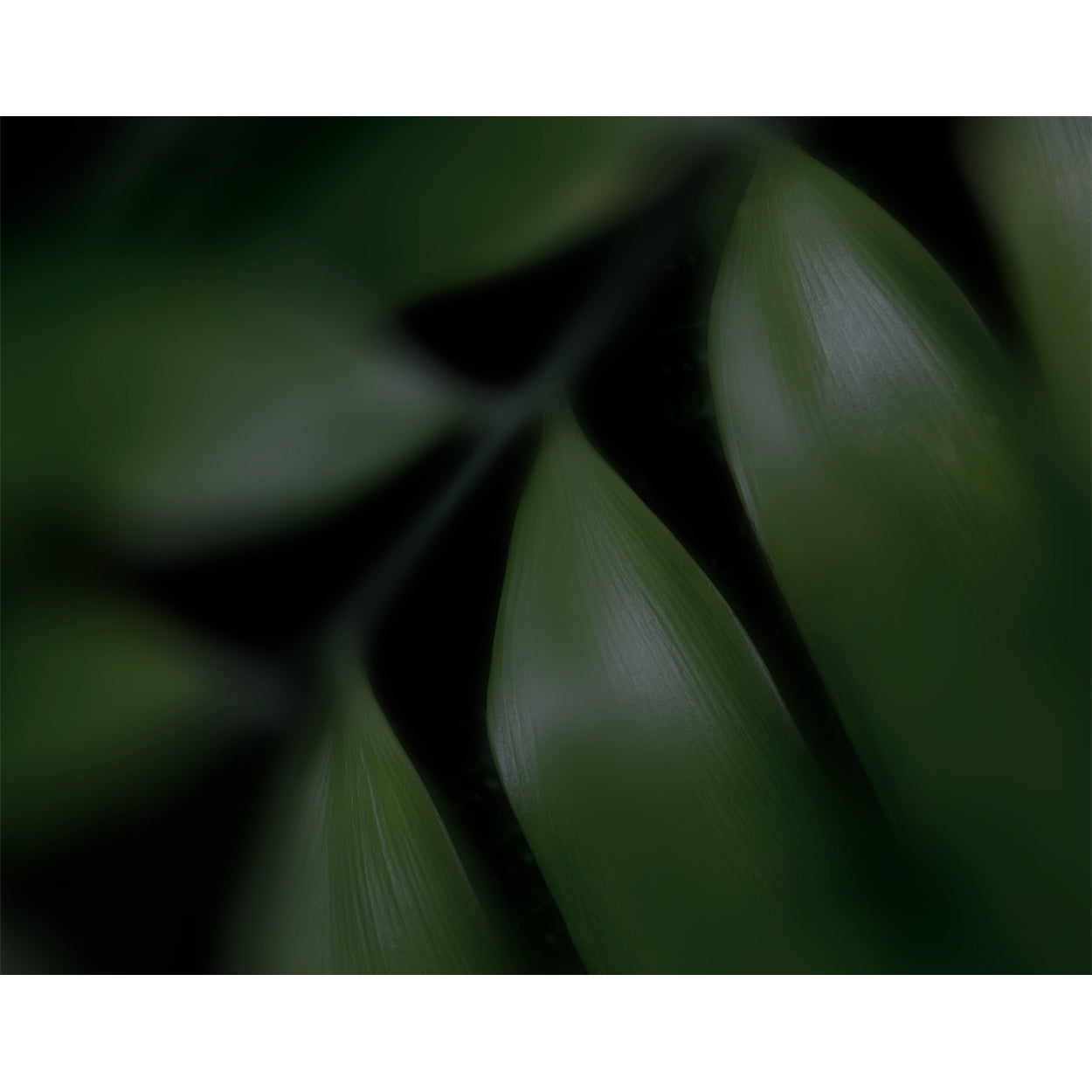 botanical-fine-art-photography