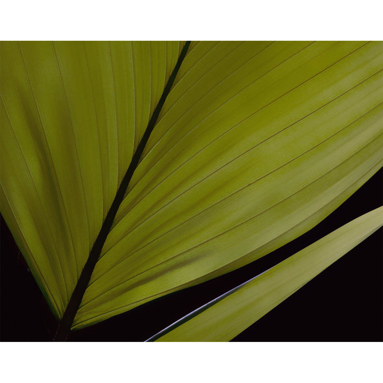 botanical-fine-art-photography-artwork