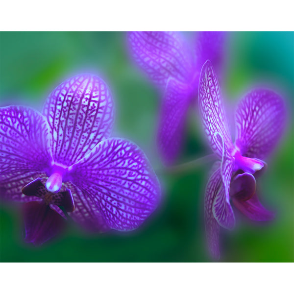 botanical-fine-art-photography