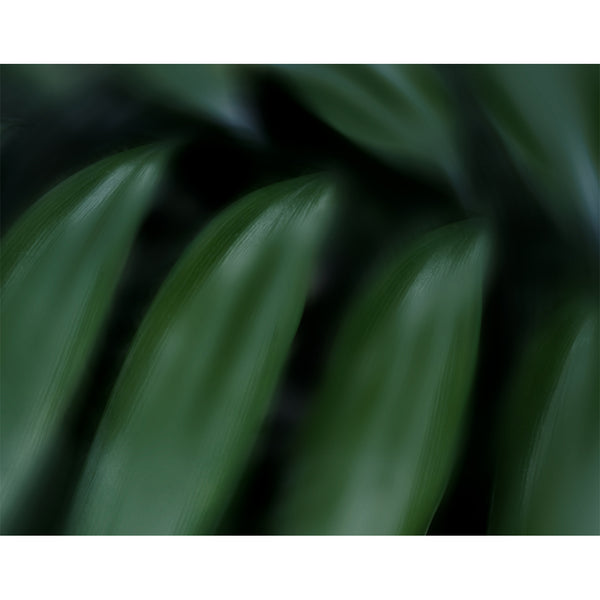 botanical-fine-art-photography-artwork