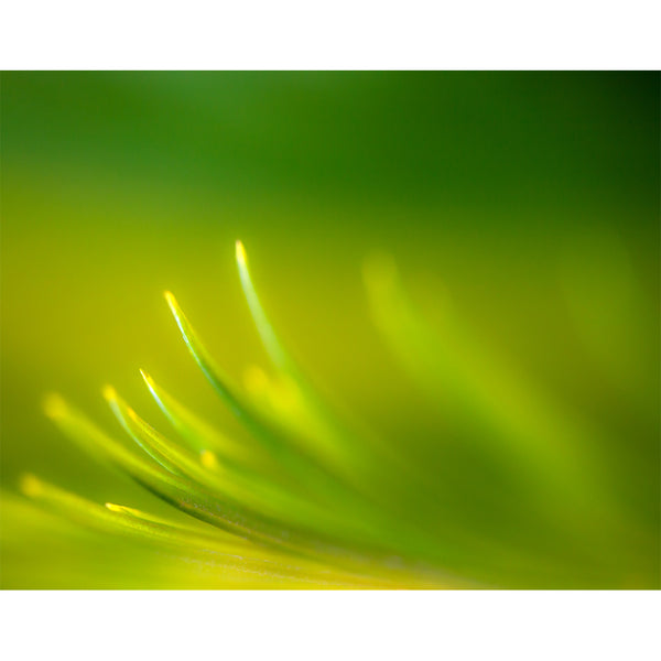 botanical-fine-art-photography