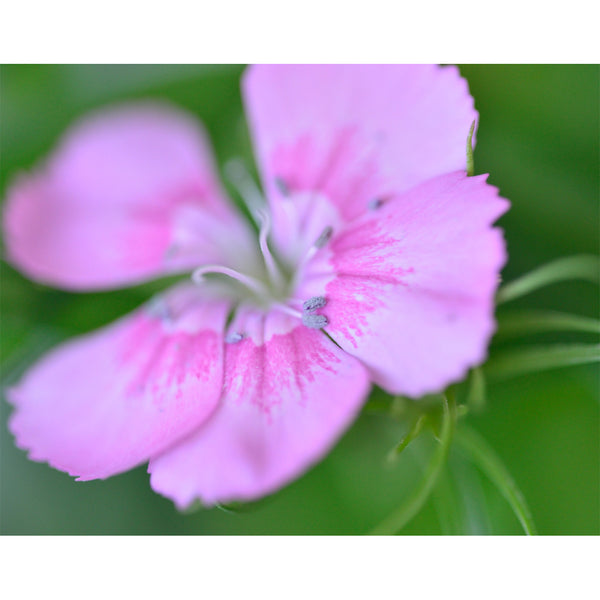 botanical-fine-art-photography