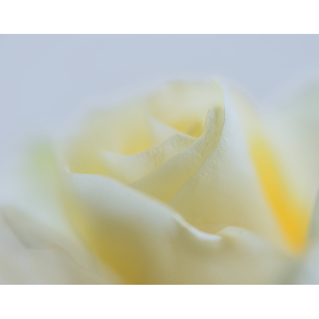 floral-fine-art-photography