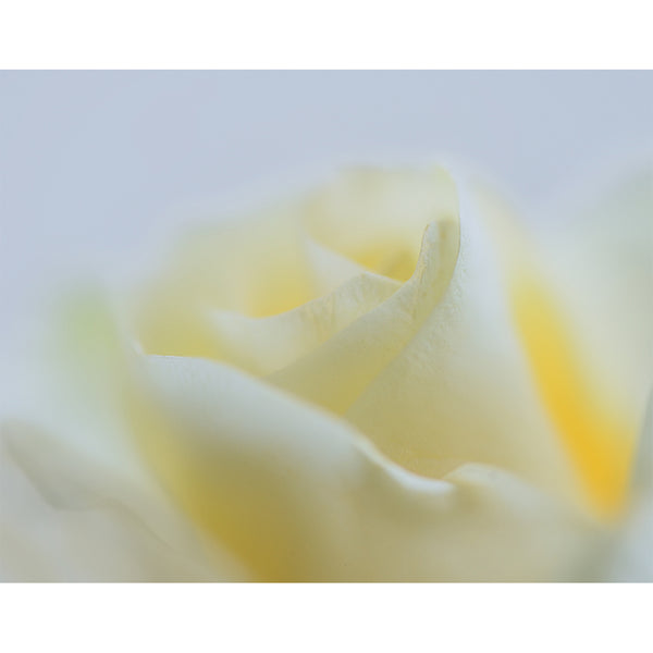 floral-fine-art-photography