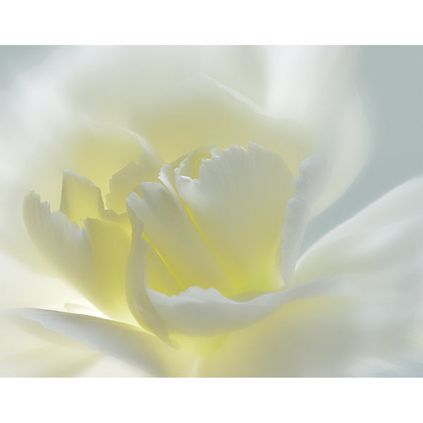 botanical-fine-art-photography