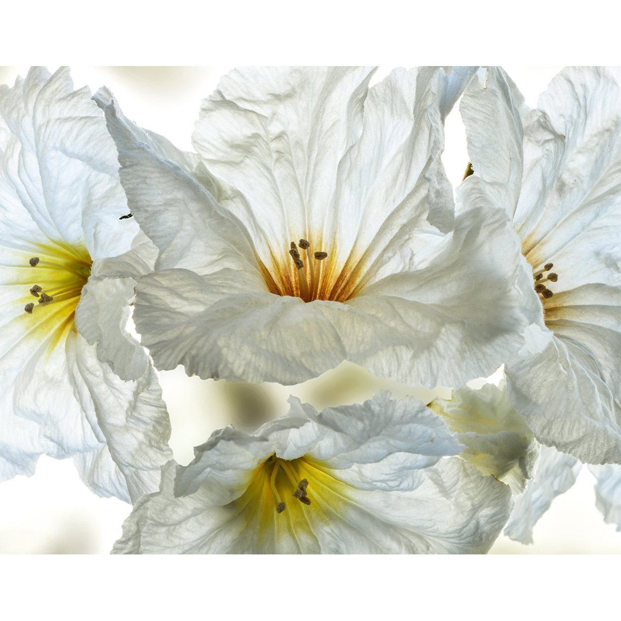 botanical-fine-art-photography